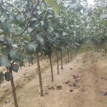 自家苗圃种植梨树苗品种齐全