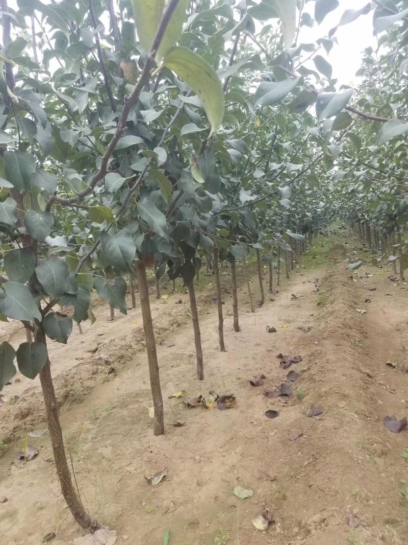 自家苗圃种植梨树苗品种齐全
