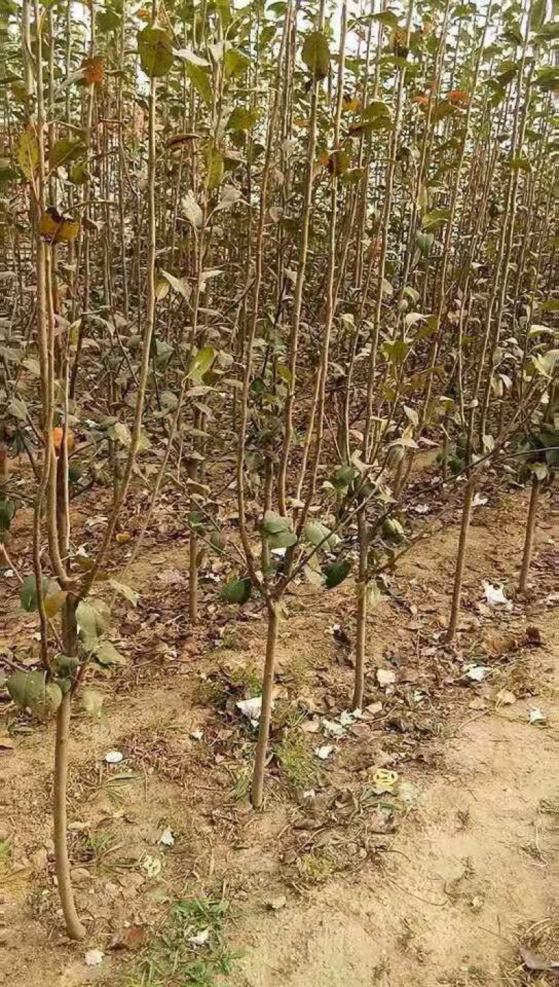 自家苗圃种植梨树苗品种齐全