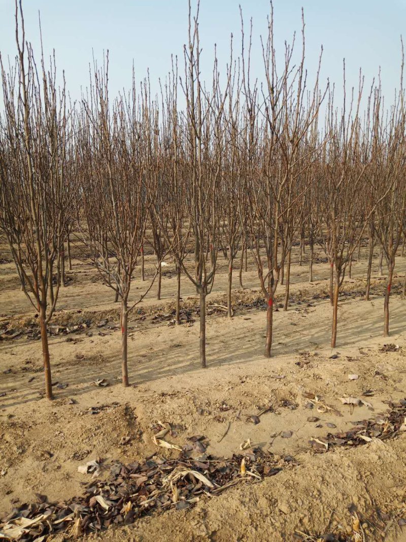自家苗圃种植梨树苗品种齐全