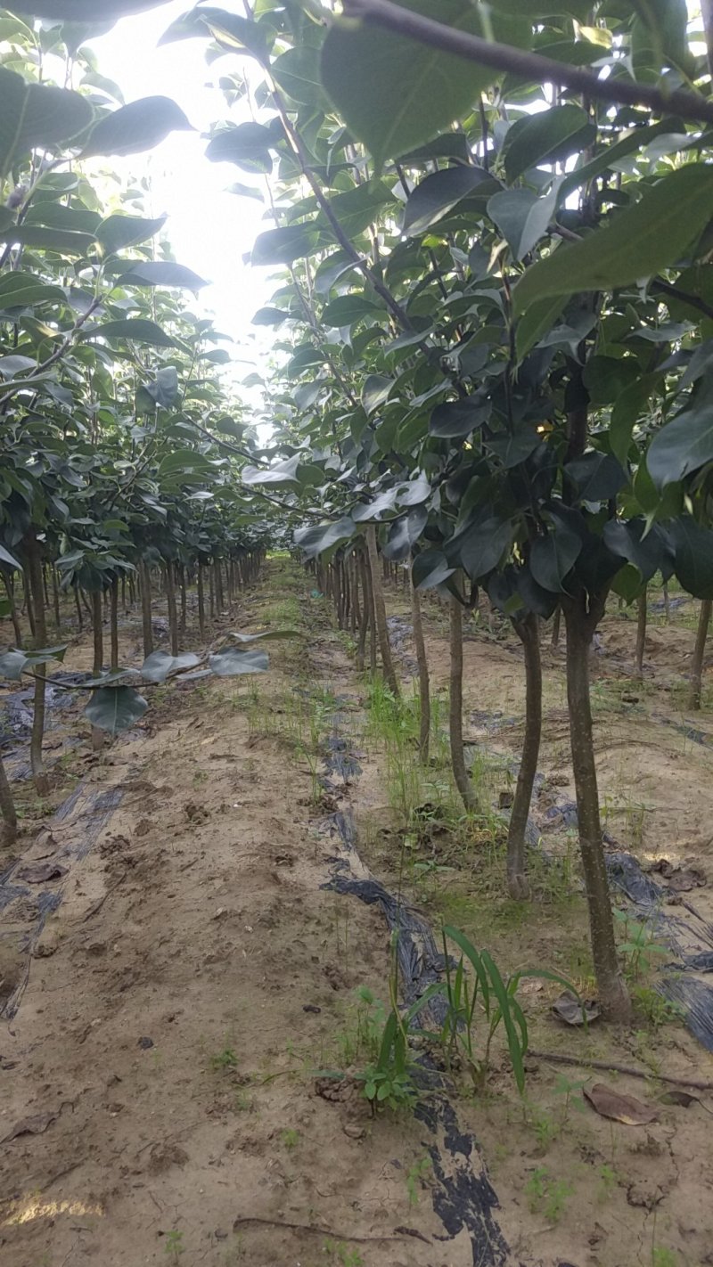 自家苗圃种植梨树苗品种齐全