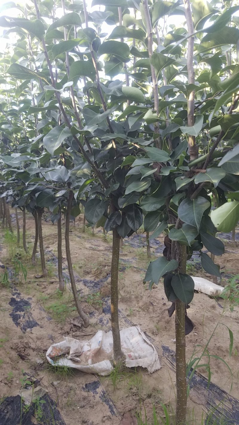 自家苗圃种植梨树苗品种齐全