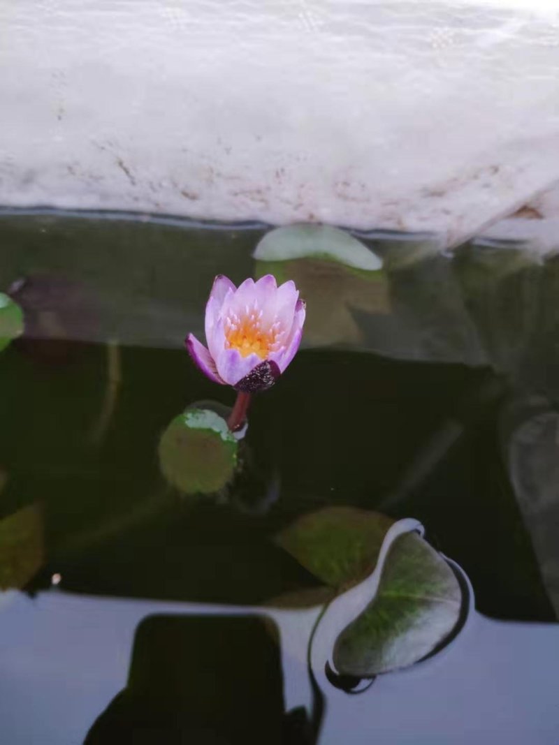 睡莲精品睡莲热带睡莲耐寒睡莲各种睡莲基地直销