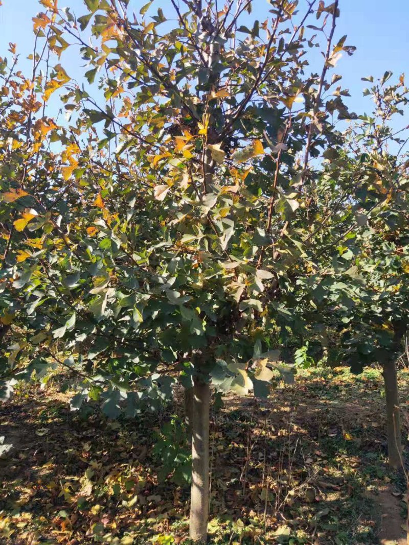 自家苗圃种植山渣苗品种齐全