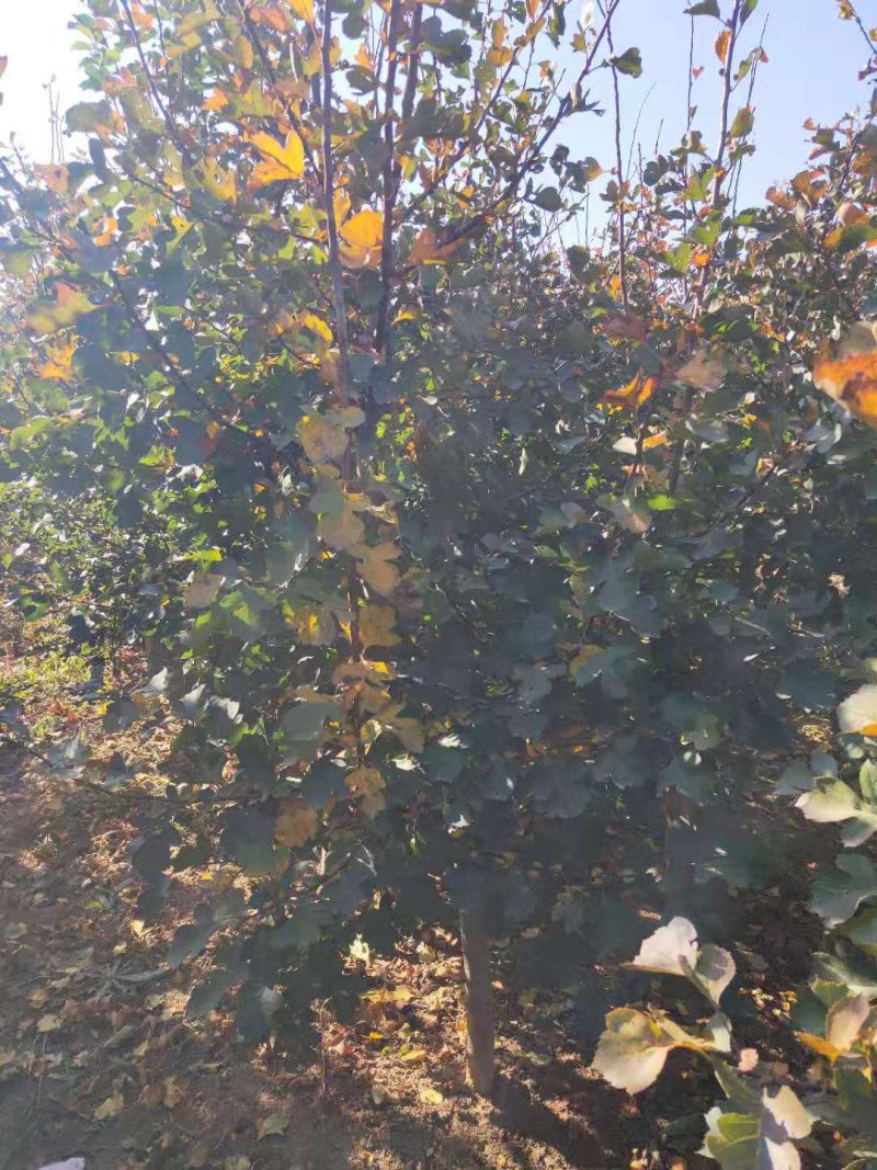 自家苗圃种植山渣苗品种齐全