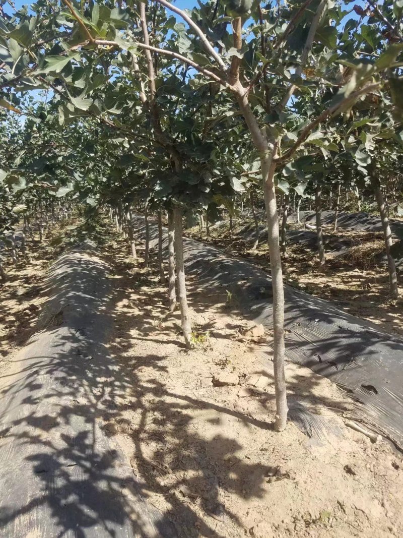 自家苗圃种植山渣苗品种齐全