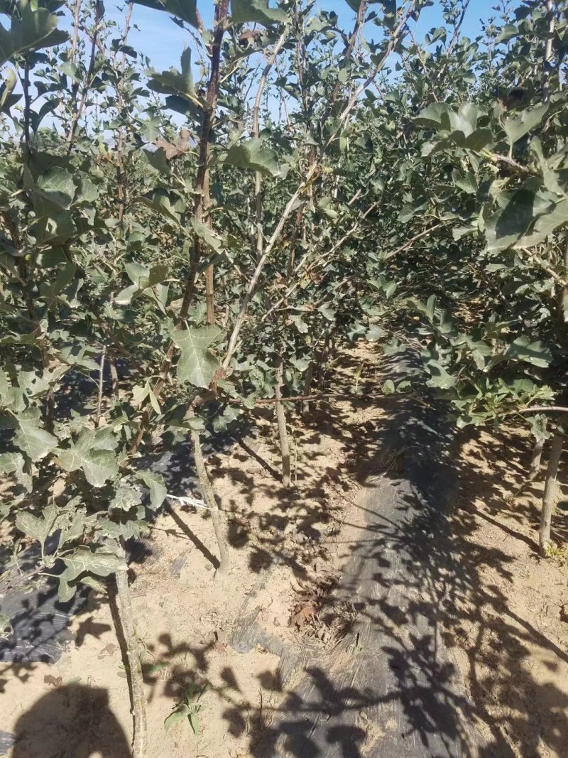 自家苗圃种植山渣苗品种齐全