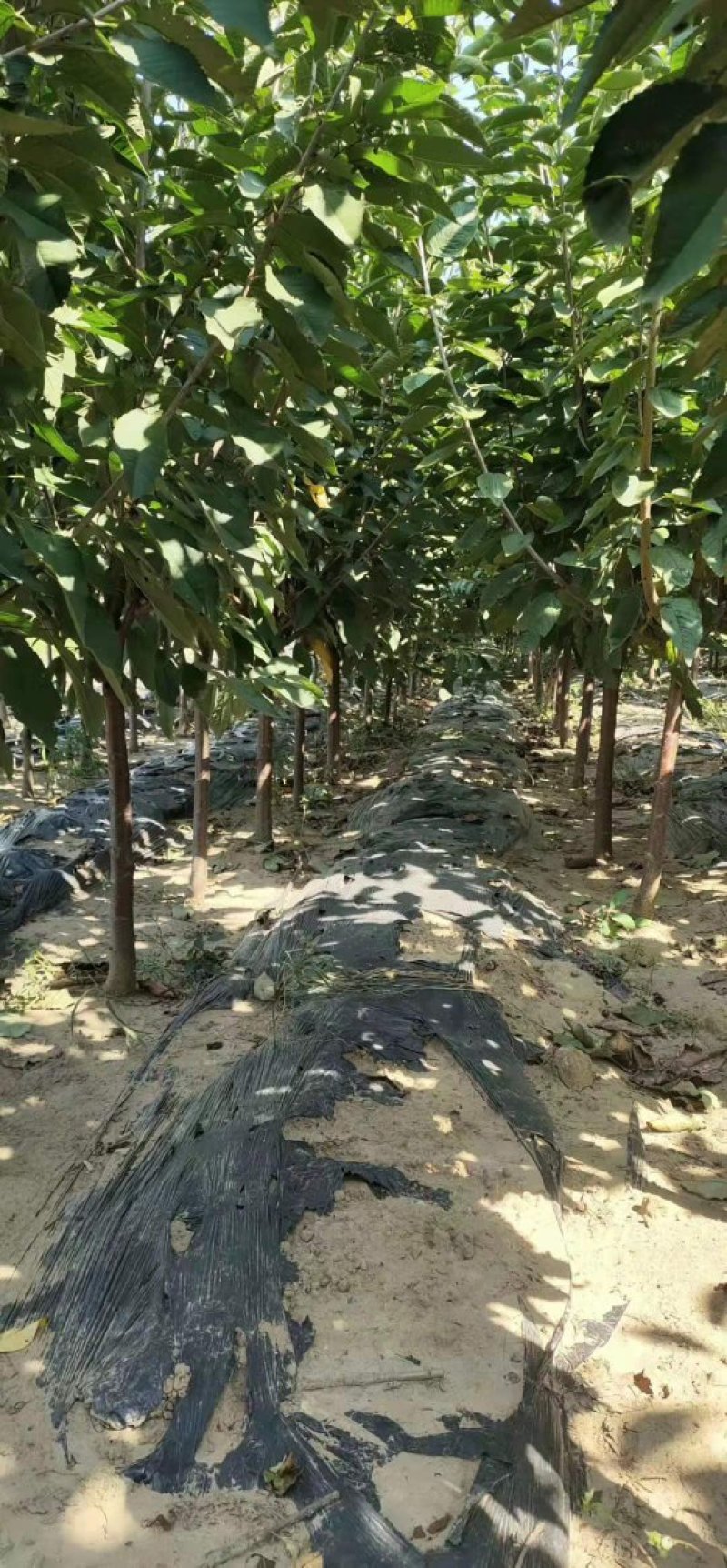 大樱桃树苗品种齐全自家苗圃种植