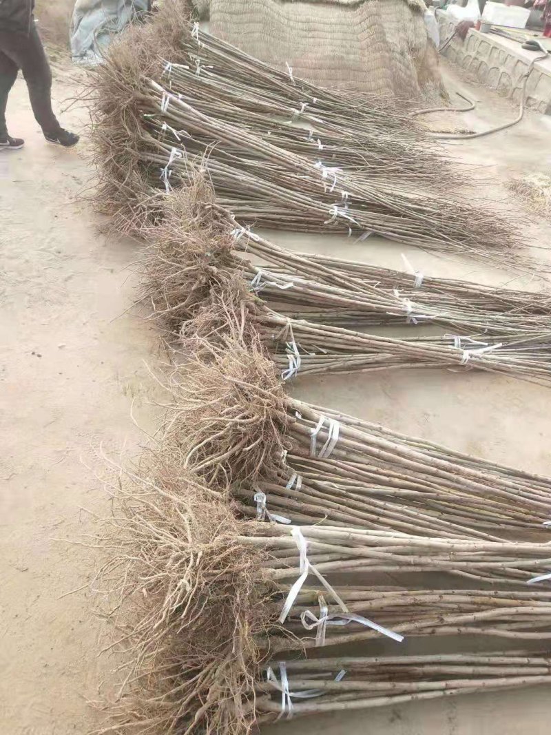 大樱桃树苗品种齐全自家苗圃种植