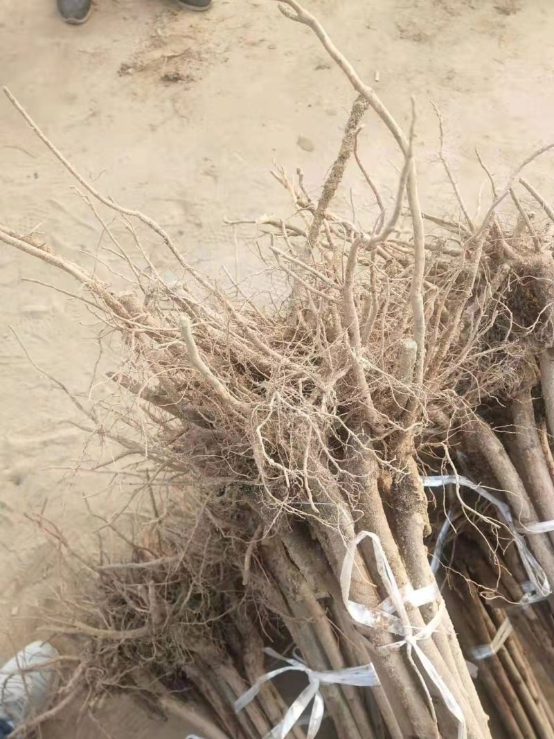 大樱桃树苗品种齐全自家苗圃种植