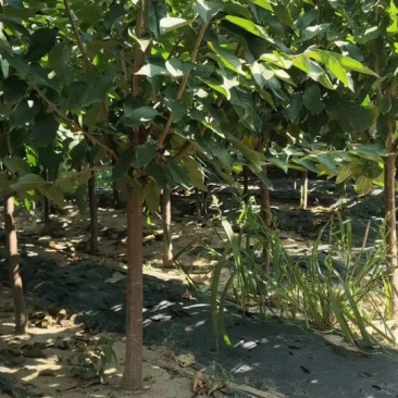 大樱桃树苗品种齐全自家苗圃种植