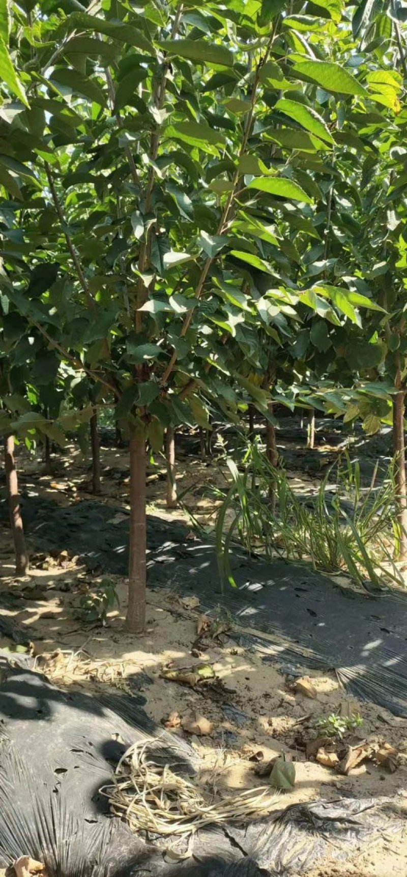 大樱桃树苗品种齐全自家苗圃种植