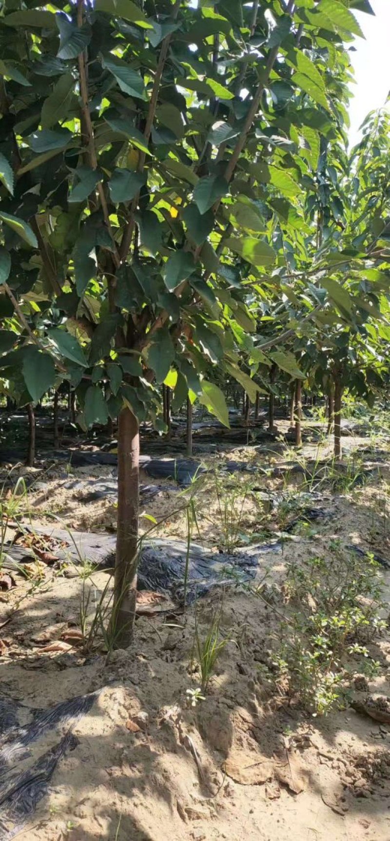 大樱桃树苗品种齐全自家苗圃种植