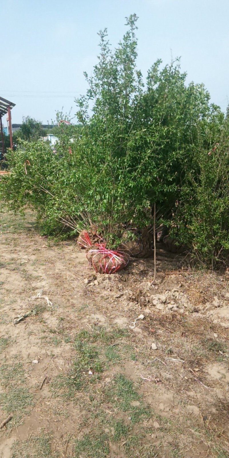 丛生石榴树，丛生花石榴树，石榴树绿化树，