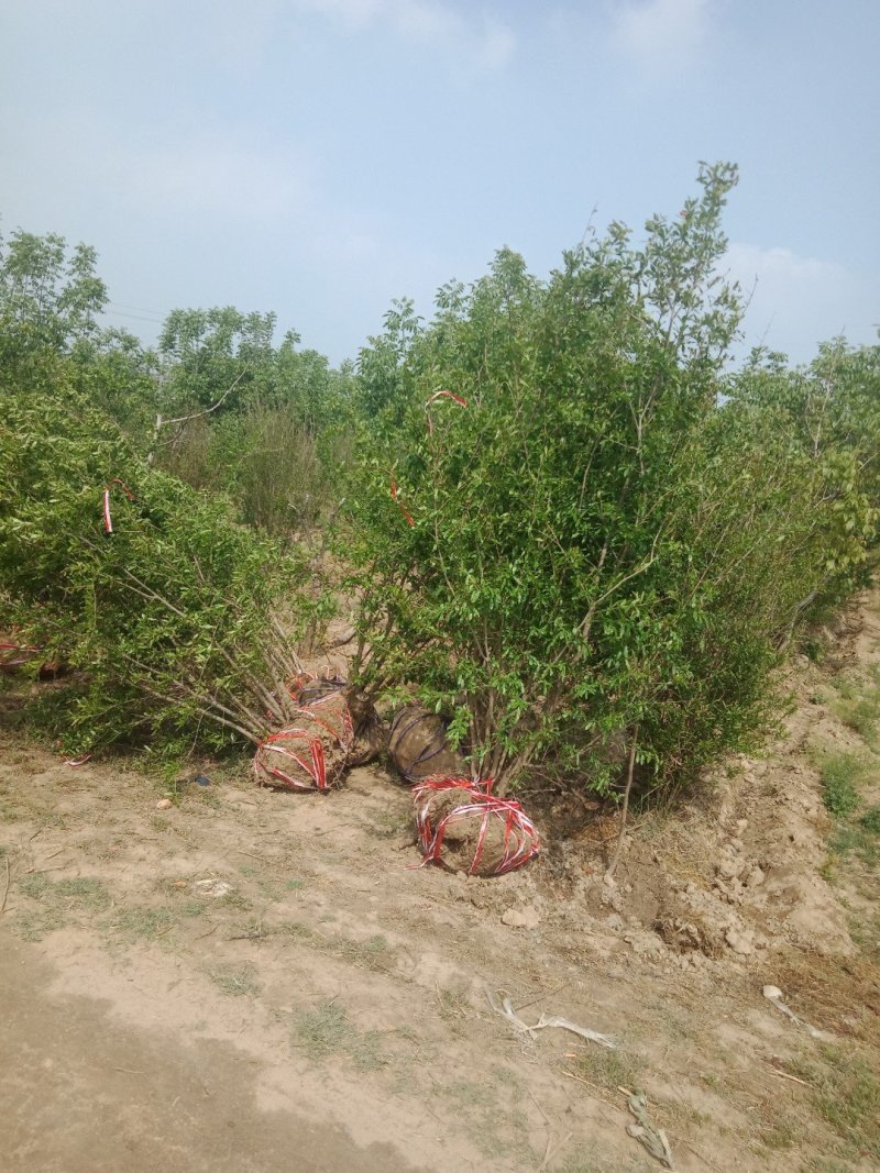 丛生石榴树，丛生花石榴树，石榴树绿化树，