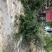 丛生石榴树，丛生花石榴树，石榴树绿化树，