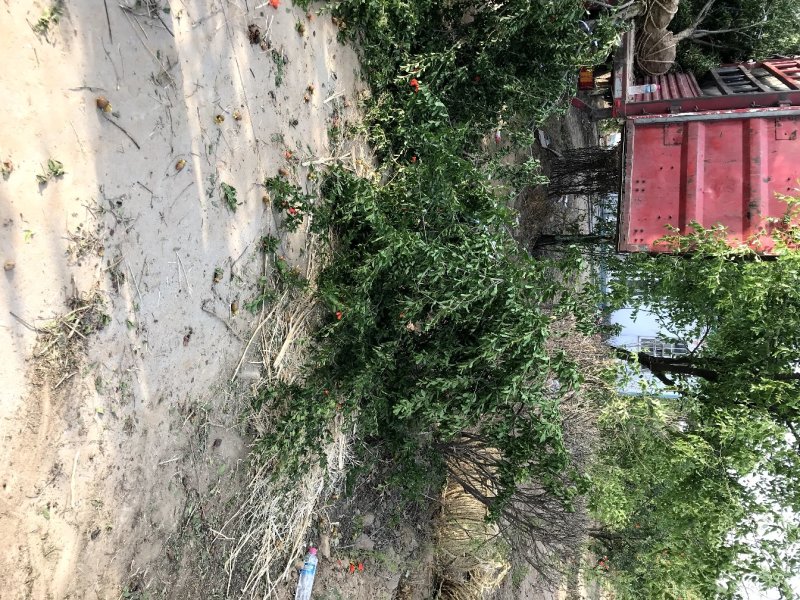 丛生石榴树，丛生花石榴树，石榴树绿化树，