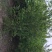 丛生石榴树，丛生花石榴树，石榴树绿化树，