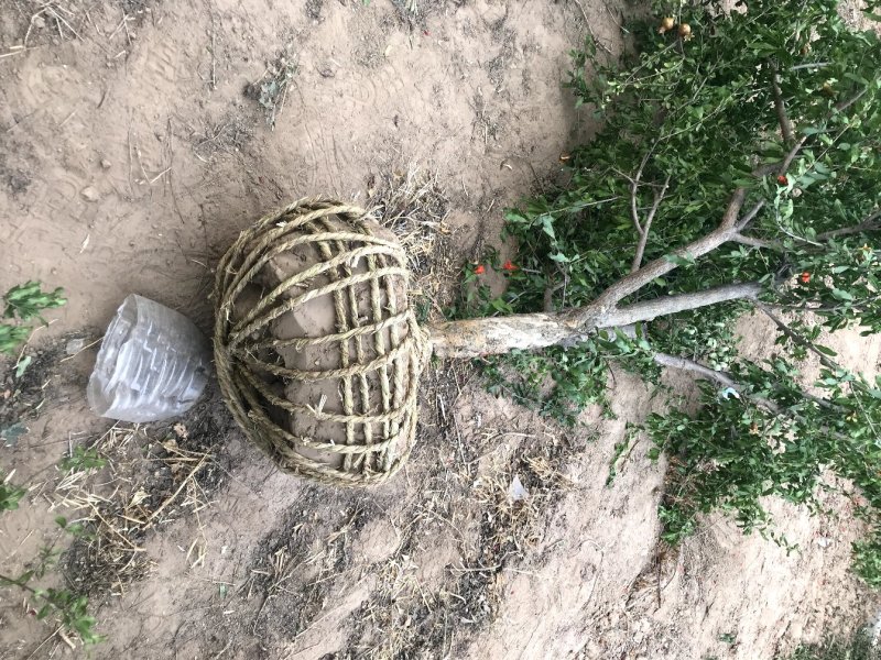 丛生石榴树，丛生花石榴树，石榴树绿化树，