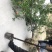 丛生石榴树，丛生花石榴树，石榴树绿化树，