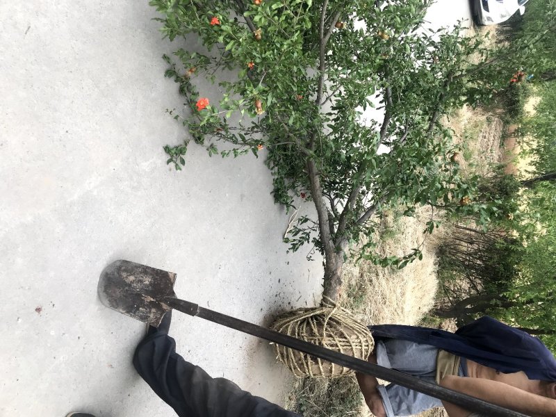 丛生石榴树，丛生花石榴树，石榴树绿化树，