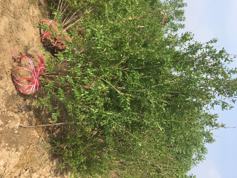 丛生石榴树，丛生花石榴树，石榴树绿化树，