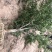 丛生石榴树，丛生花石榴树，石榴树绿化树，