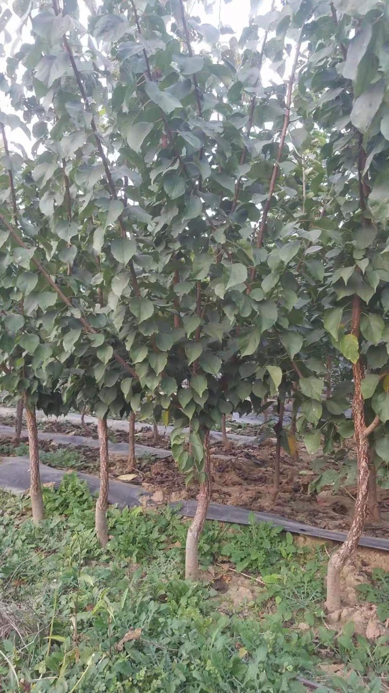 自家苗圃种植杏树苗品种齐全
