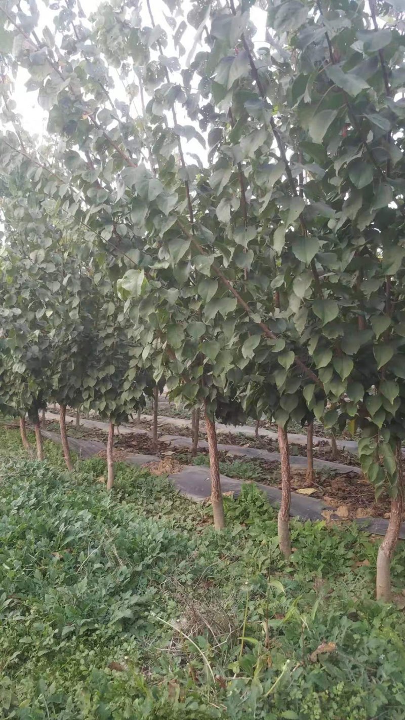 自家苗圃种植杏树苗品种齐全