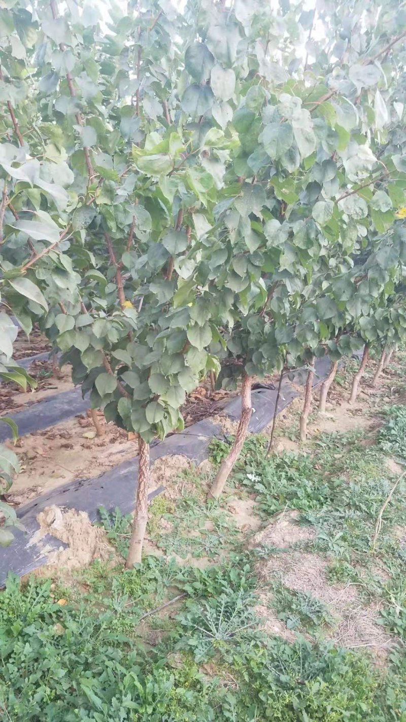 自家苗圃种植杏树苗品种齐全