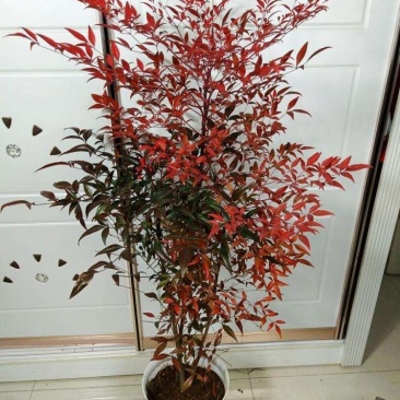 红叶南天竹苗室内盆景植物观果红叶南天竹庭院绿化南天竹