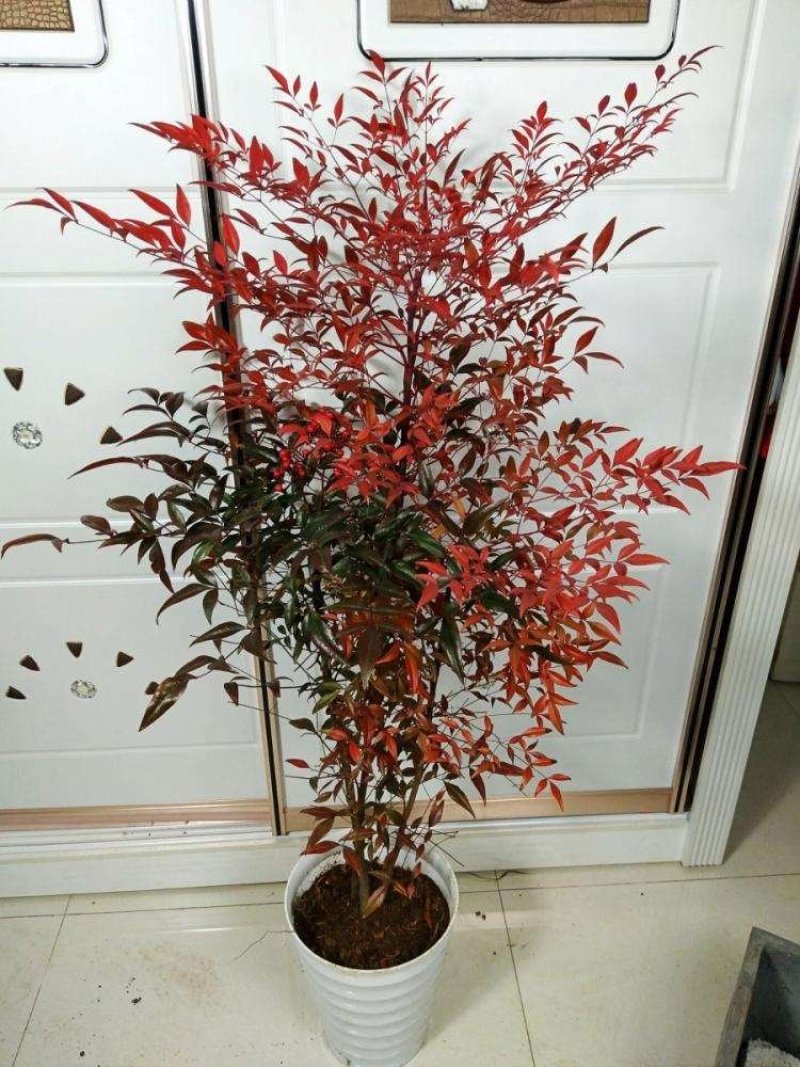 红叶南天竹苗室内盆景植物观果红叶南天竹庭院绿化南天竹