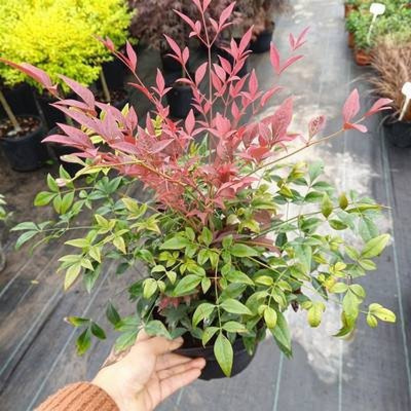 红叶南天竹苗室内盆景植物观果红叶南天竹庭院绿化南天竹