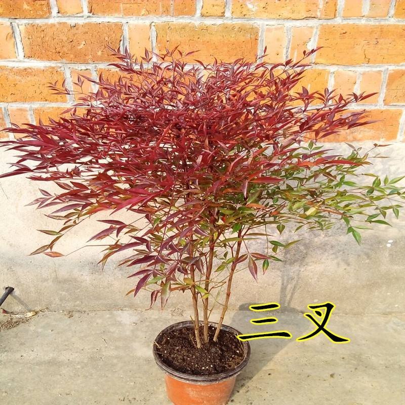 红叶南天竹苗室内盆景植物观果红叶南天竹庭院绿化南天竹