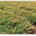 红叶南天竹苗室内盆景植物观果红叶南天竹庭院绿化南天竹