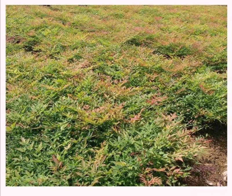 红叶南天竹苗室内盆景植物观果红叶南天竹庭院绿化南天竹