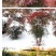 红叶南天竹苗室内盆景植物观果红叶南天竹庭院绿化南天竹