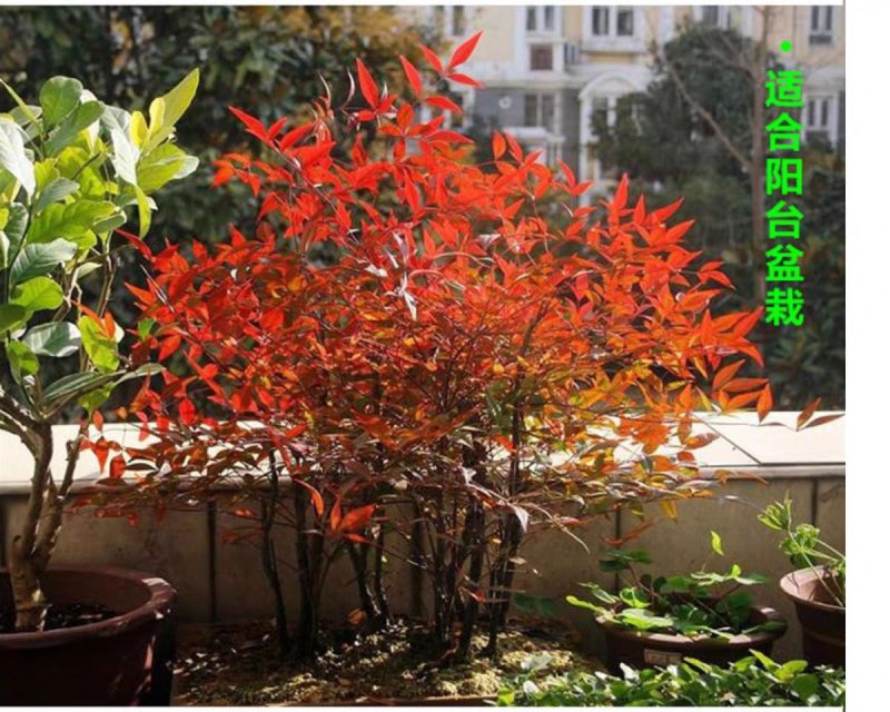 红叶南天竹苗室内盆景植物观果红叶南天竹庭院绿化南天竹