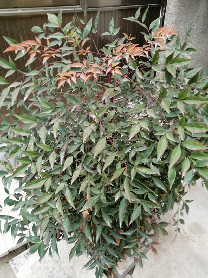红叶南天竹苗室内盆景植物观果红叶南天竹庭院绿化南天竹