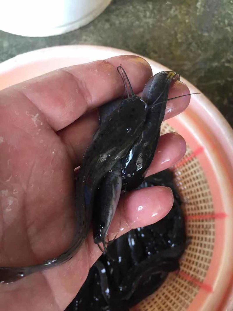 埃及鲶鱼苗八胡子鲶鱼苗保质保量+自孵水花