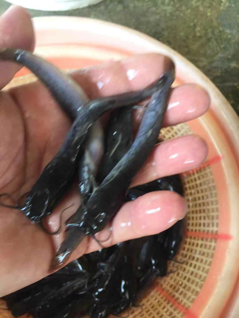 埃及鲶鱼苗八胡子鲶鱼苗保质保量+自孵水花