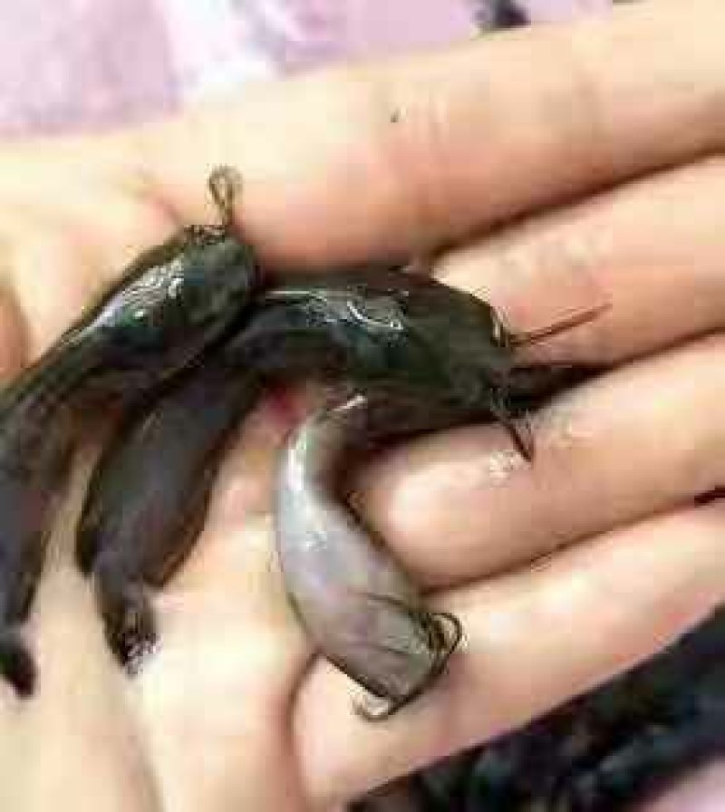 埃及鲶鱼苗八胡子鲶鱼苗保质保量+自孵水花
