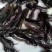 埃及鲶鱼苗八胡子鲶鱼苗保质保量+自孵水花
