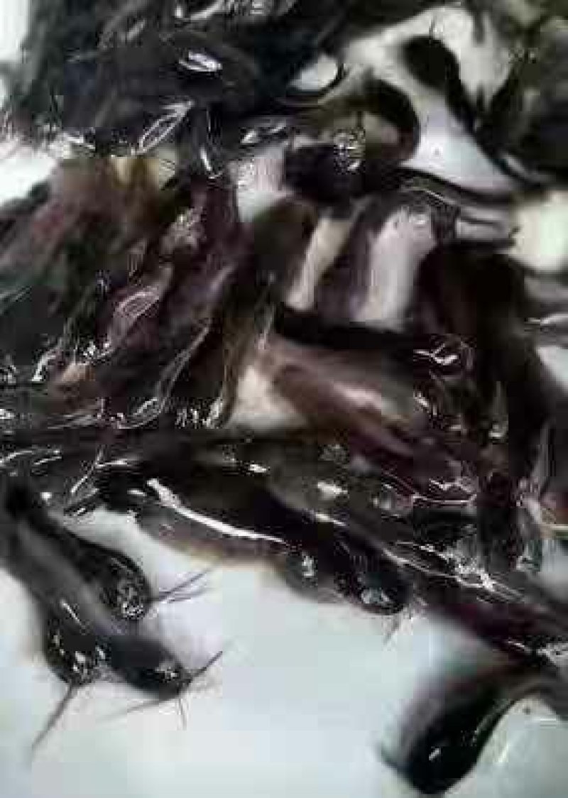 埃及鲶鱼苗八胡子鲶鱼苗保质保量+自孵水花