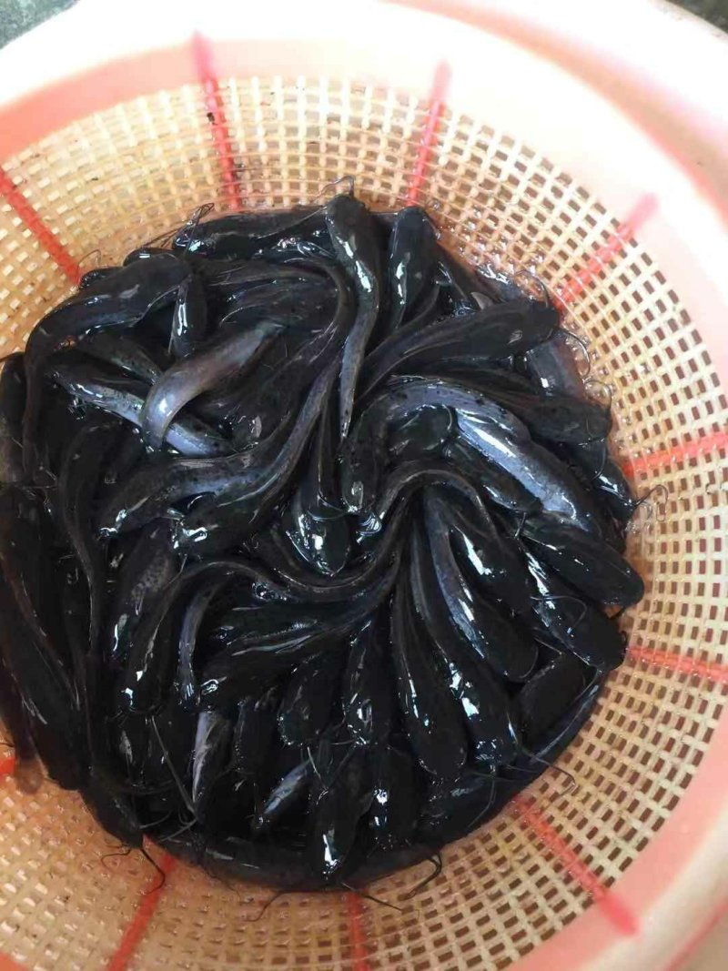 埃及鲶鱼苗八胡子鲶鱼苗保质保量+自孵水花