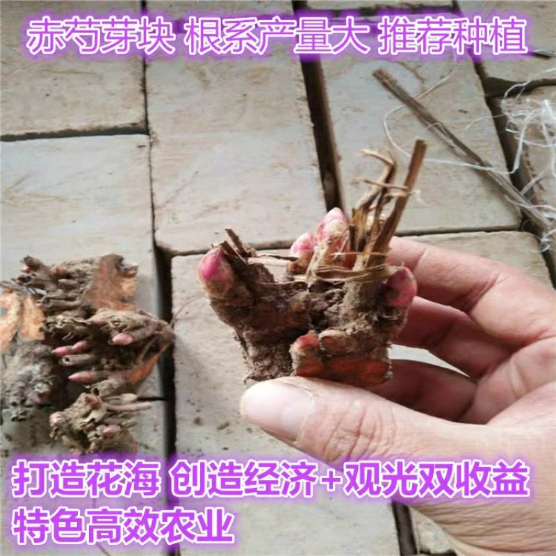 芍药根块荷兰进口芍药花根种子籽多年生四季开花
