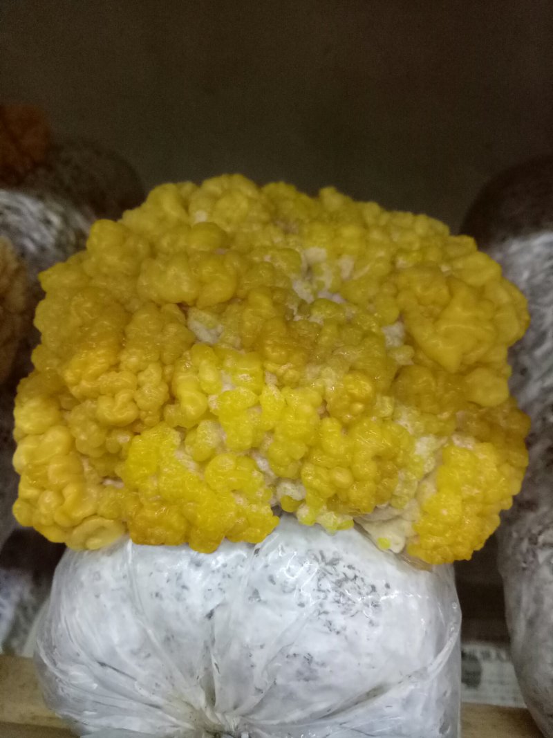 食用菌