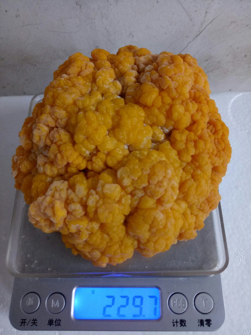 食用菌