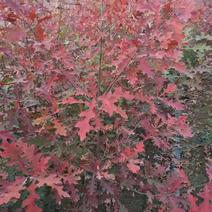 娜塔栎当年苗红橡娜塔栎1-10公分