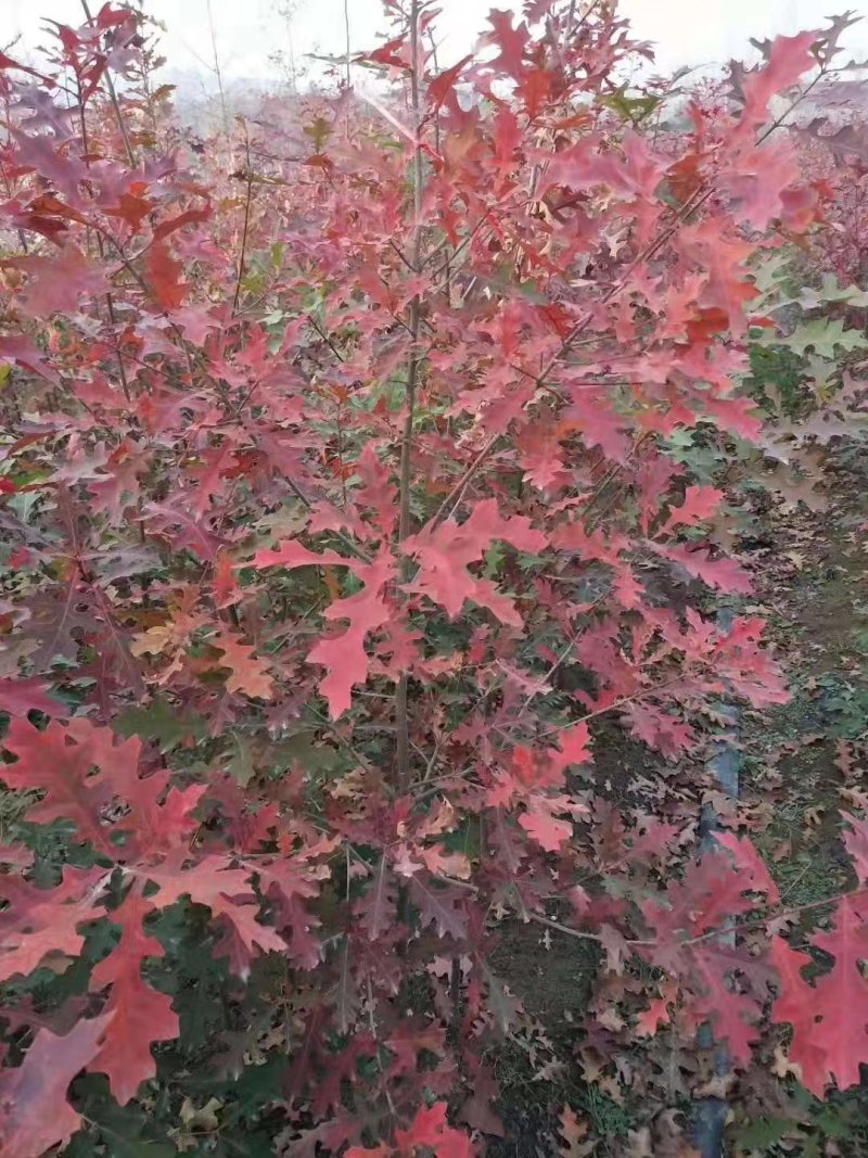 娜塔栎当年苗红橡娜塔栎1-40公分